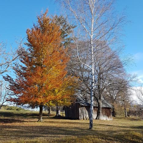image hêtre pourpre
